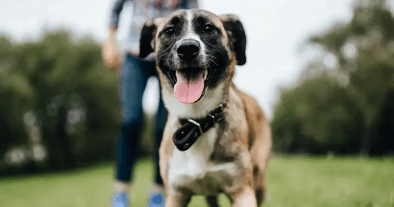 Cómo Entender el Lenguaje Corporal de tu Perro: Guía Completa para Conectarte Mejor con Él