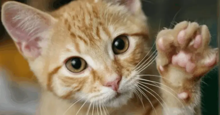 Descifra lo que Siente tu Gato: Guía Completa para Conectarte con tu Compañero Felino