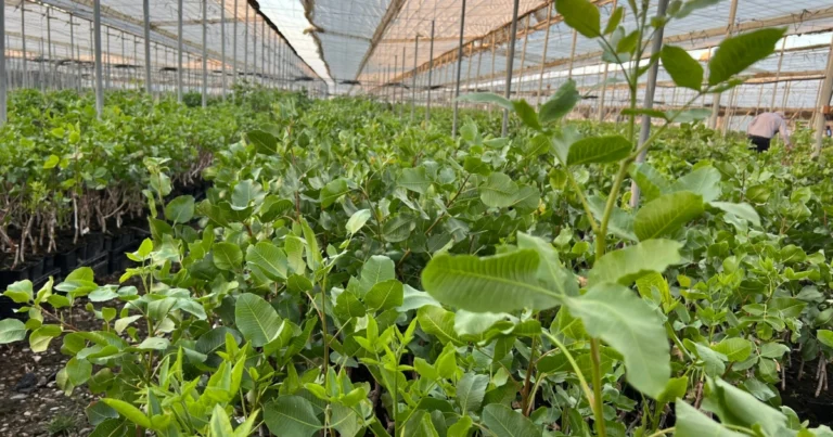 Cómo germinar semillas de pistacho y convertirlas en plantas jóvenes