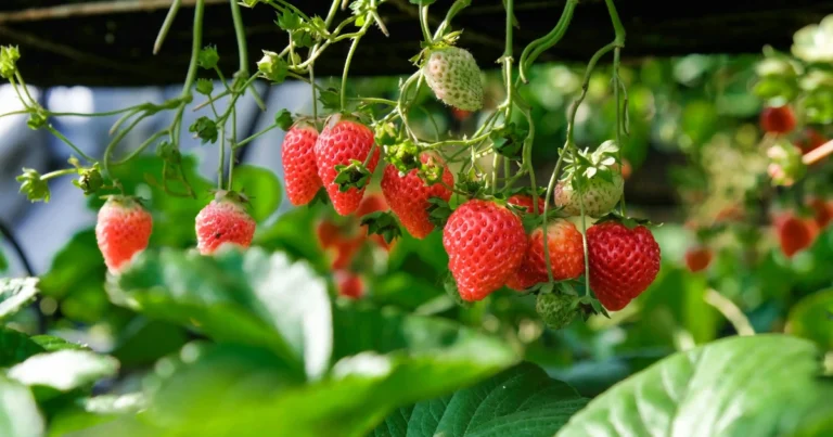 Cómo cultivar fresas en casa de manera fácil y sostenible