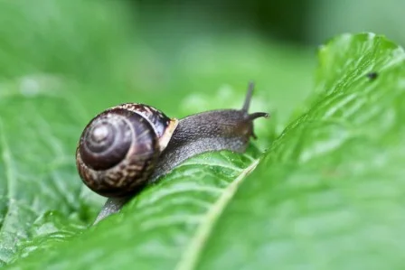 Control de caracoles en el jardín sin venenos: guía práctica