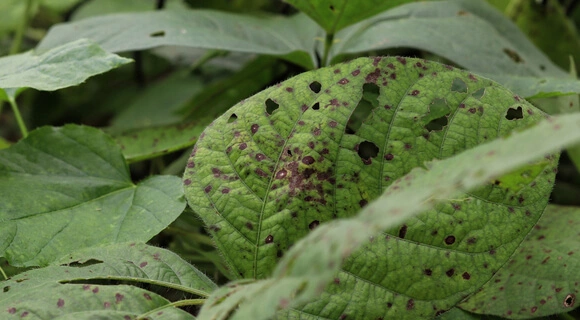 Cómo interpretar las señales de tus plantas: guía práctica para detectar problemas a tiempo