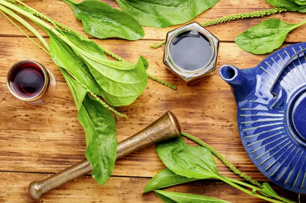 30 beneficios sorprendentes del llantén mayor (Plantago major) y cómo usarlo en casa