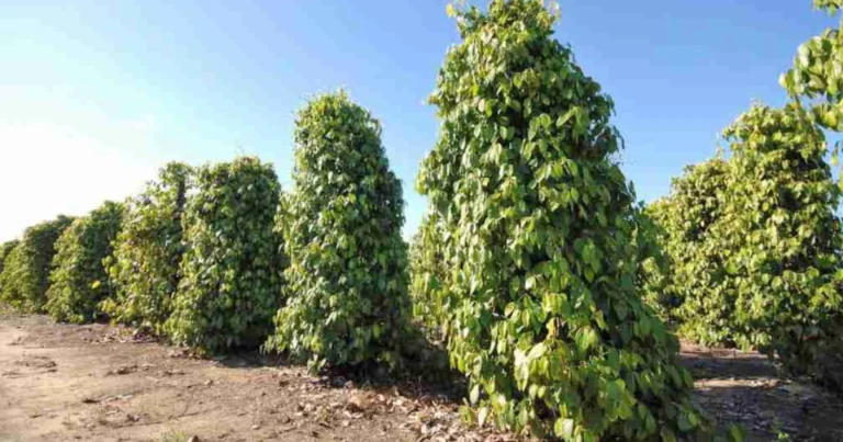 Cultivo completo da pimenta: do grão à especiaria pronta