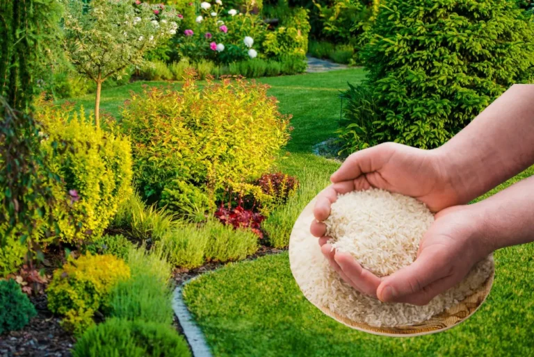 Fertilizante casero con arroz crudo: el secreto para lograr una floración abundante