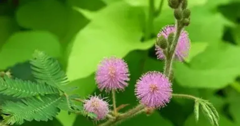 Beneficios y usos de la Mimosa pudica: la planta tímida con grandes secretos