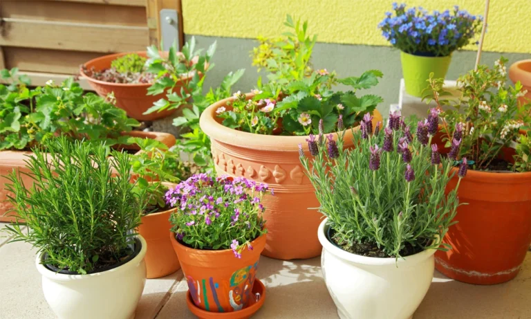 ¡9 Plantas Perennes que Solo Necesitas Plantar Una Vez! 🌿