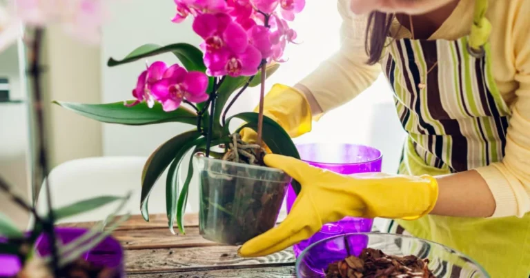 Orquídeas en casa: guía práctica para una floración abundante y hojas brillantes