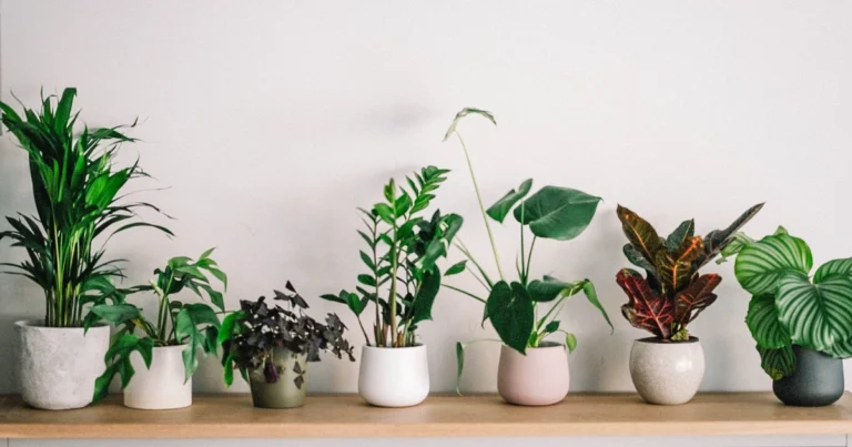 5 plantas de interior que refrescan tu hogar y purifican el aire