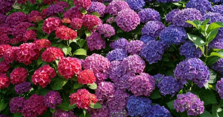 Colores de las hortensias y pH del suelo: la relación que transforma tu jardín