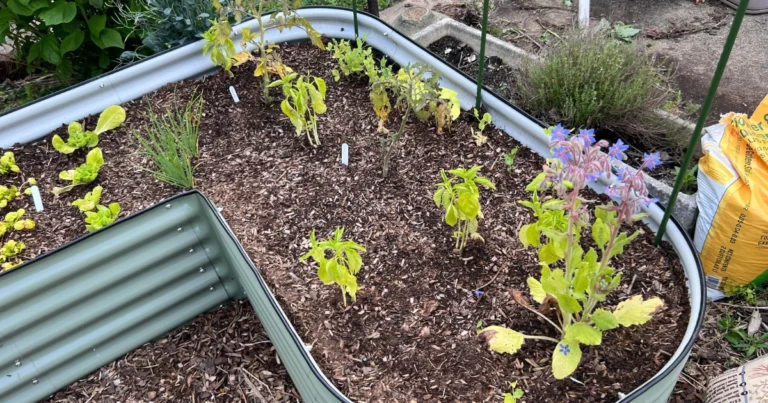 Cómo crear un bancal de jardín fértil con capas naturales