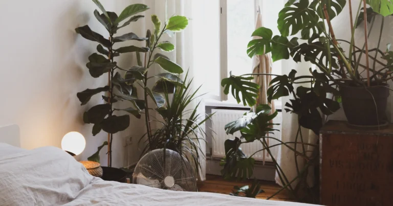 Plantas ideales para espacios con poca luz natural