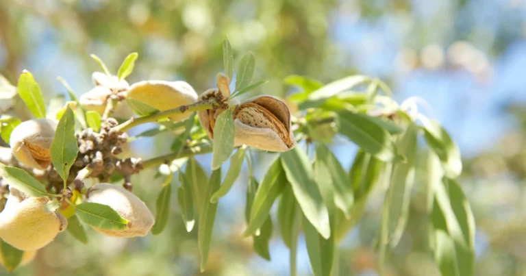 Guía completa para germinar una semilla de almendra y obtener un almendro sano