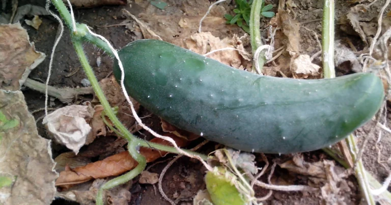 Cómo cultivar pepinos en casa desde la semilla: guía completa para una cosecha abundante