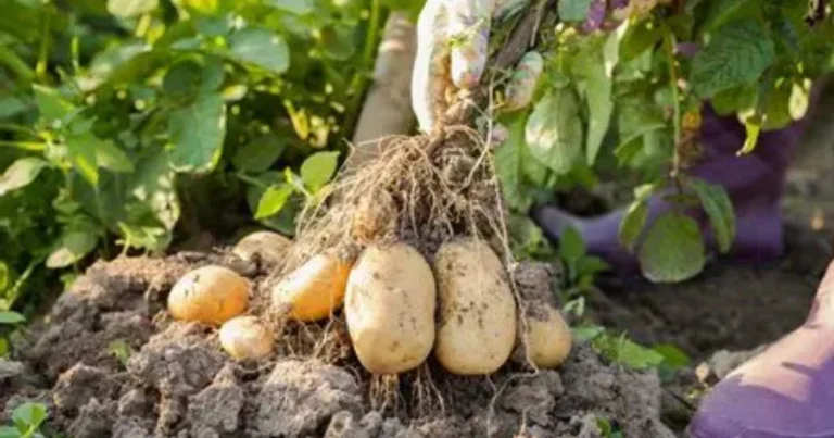 ¡Plante Patatas de Esta Manera y Obtendrá Más Tubérculos que Nunca!