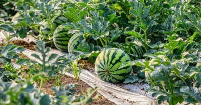 Cultivar sandías en palets : una técnica práctica para obtener frutos más sanos y abundantes
