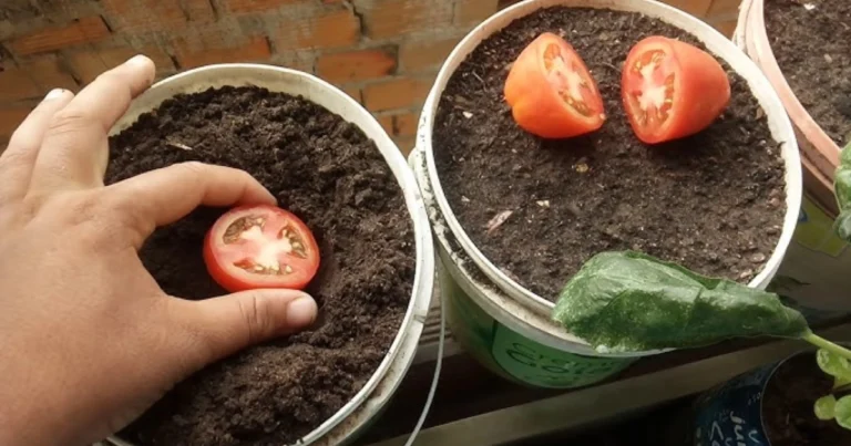 Cómo cultivar tomates a partir de rodajas de tomate