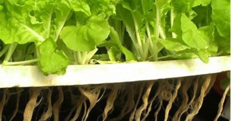 Germinación de semillas con esponja: Guía completa para lograr un cultivo exitoso en casa