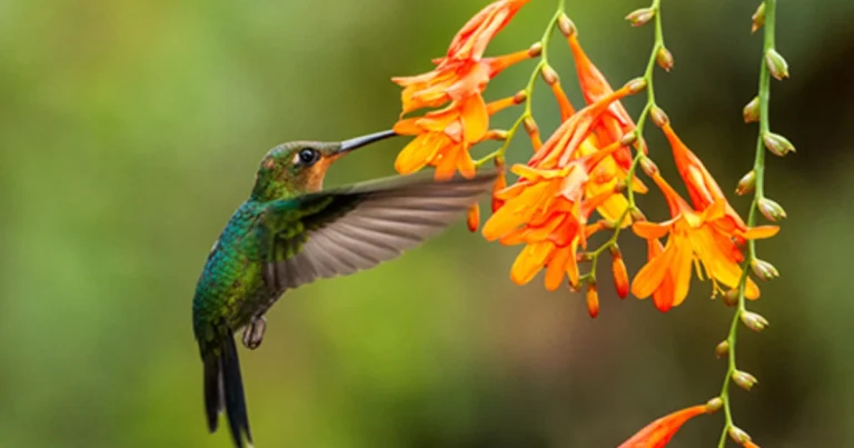 Aves que visitan tu jardín y cómo atraerlas