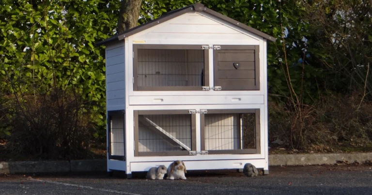 Casa para conejos: la mejor opción para el bienestar de tus mascotas