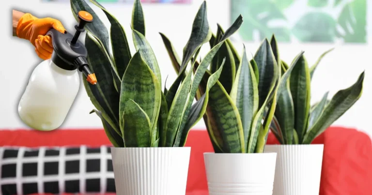 Cómo fertilizar sansevieria sin dañarla: guía práctica para un crecimiento sano