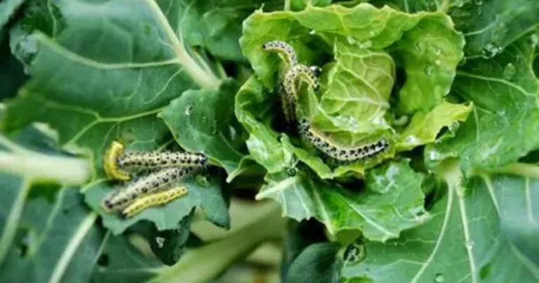 9 insectos que dañan las hortalizas rápidamente