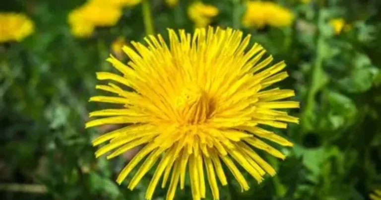 El diente de león: un aliado de la naturaleza