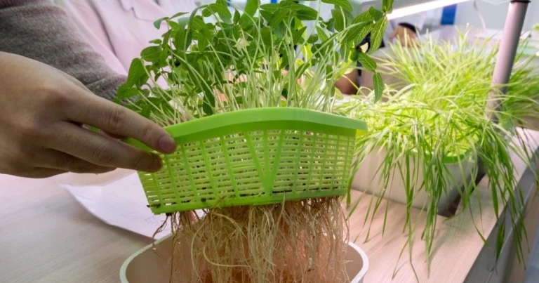 Cultivo hidropónico: la agricultura del futuro en tu hogar