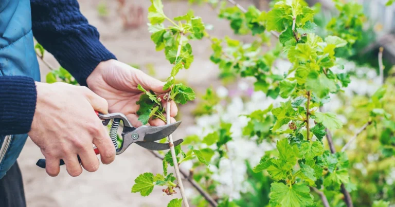 ¿Cómo podar correctamente tus plantas sin dañarlas?