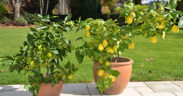 Cómo cultivar un limonero en casa a partir de un trozo de limón: guía completa