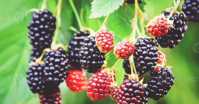 Cómo cultivar moras en casa: guía práctica para obtener frutos frescos todo el año