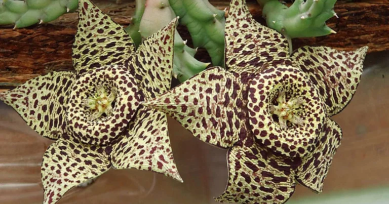 Stapelia: la suculenta de flores estrelladas tan bellas como sorprendentes