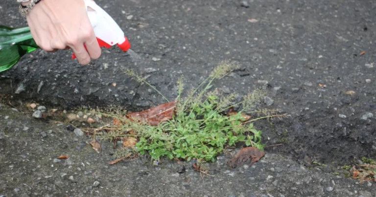 Método eficaz para eliminar malas hierbas del grava de manera natural