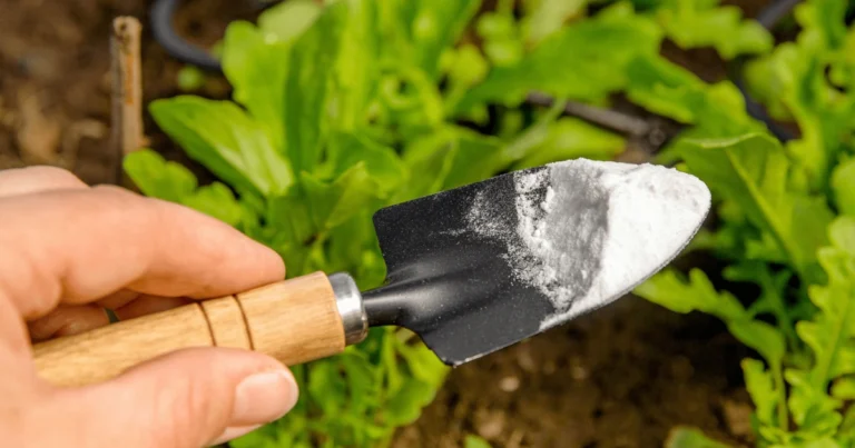 Usos del bicarbonato de sodio en el huerto: soluciones naturales y efectivas