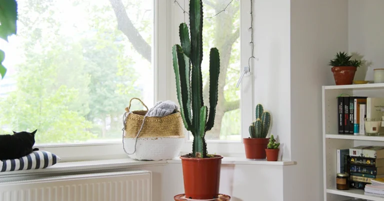 Por qué deberías tener un cactus en tu dormitorio