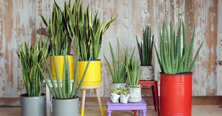 Seis variedades de sansevieria para decorar y purificar tu hogar