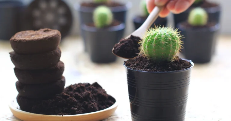 Cómo preparar un abono líquido casero con café: método natural y económico