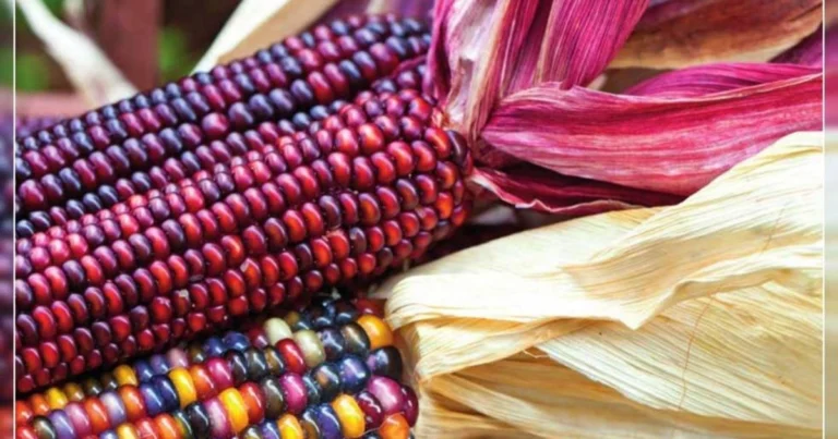 Red Corn: El Regreso de una Leyenda del Sur