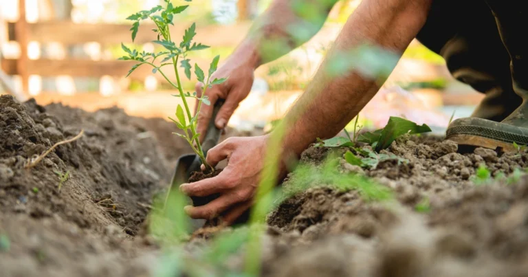 Revitalizando las Orquídeas: Un Toque de Ajo para un Crecimiento Vigoroso