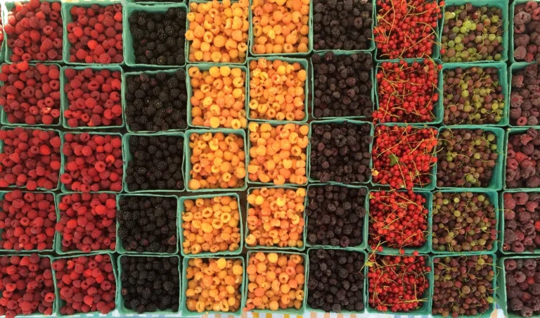 Bayas rojas perennes que solo plantas una vez y cosechas durante años