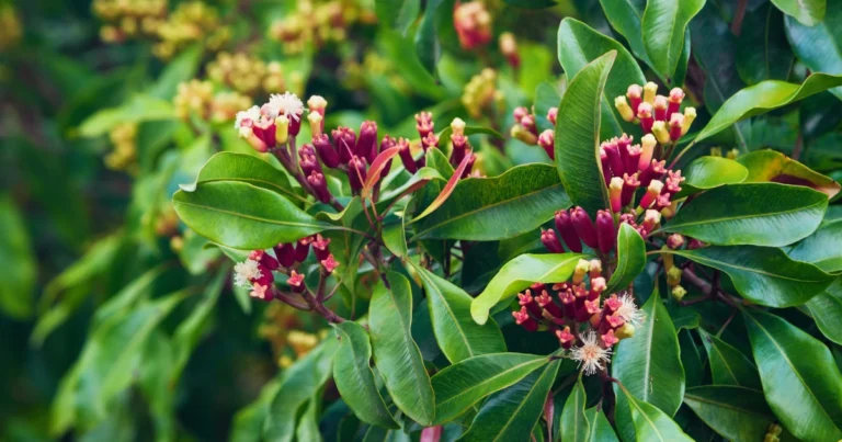 Cultivo fácil del clavo: de la semilla a la especia