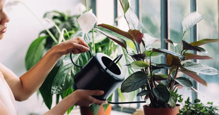 Lirio de la paz: el secreto natural para que florezca hasta 10 años seguidos