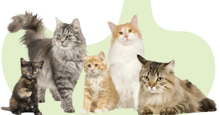 Guía de 16 razas de gatos populares y sus características únicas