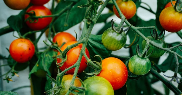 Las 10 mejores plantas compañeras de los tomates para un huerto más sano y productivo