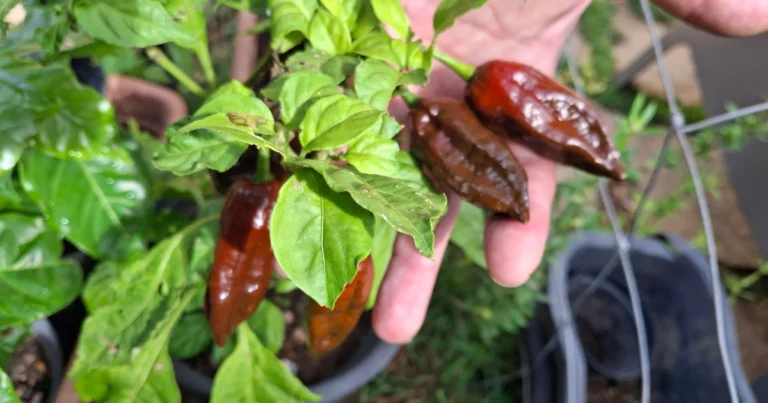 Cómo cultivar chiles con tomates y propagarlos en casa para una cosecha abundante