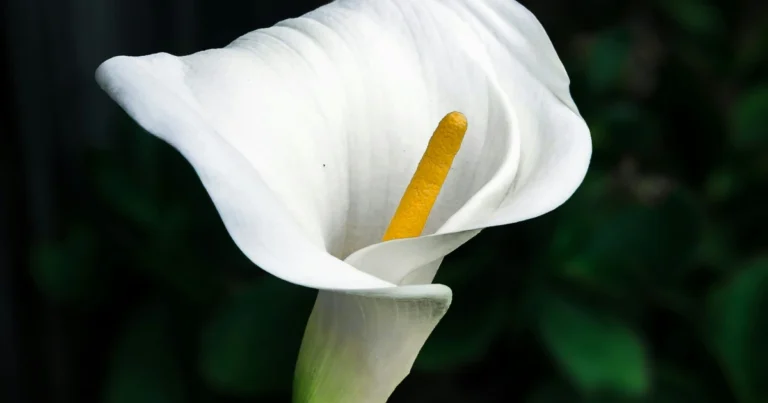 Lirio de la paz: el secreto natural para que florezca hasta 10 años seguidos