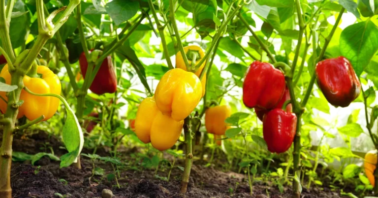 Cómo cultivar pimientos en casa desde la semilla: guía completa para obtener frutos frescos