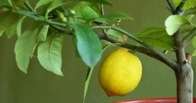 Cómo cultivar un limonero en casa: guía práctica paso a paso