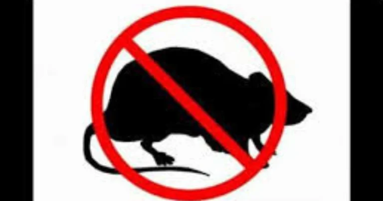 Deja de gastar en venenos para ratones, cucarachas y hormigas: cómo la pasta de dientes puede ayudar a mantenerlas alejadas