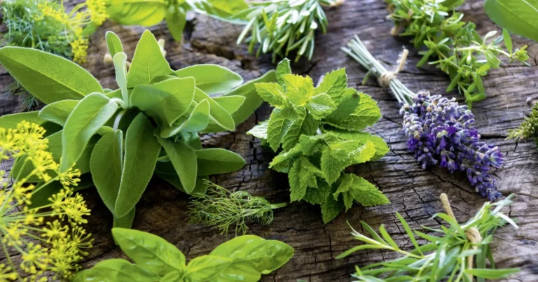 7 Hierbas Medicinales que Benefician al Cuerpo y la Mente